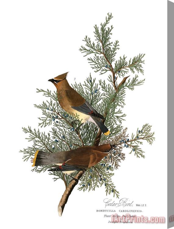 John James Audubon Cedar Bird Stretched Canvas Painting / Canvas Art
