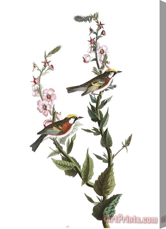 John James Audubon Chestnut Sided Warbler Stretched Canvas Print / Canvas Art