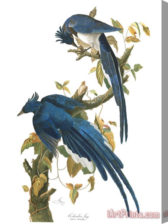 John James Audubon Columbia Jay Stretched Canvas Print / Canvas Art