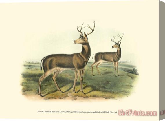 John James Audubon Columbian Black Tailed Deer Stretched Canvas Painting / Canvas Art