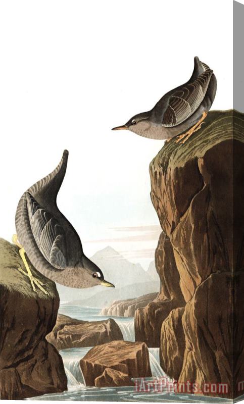 John James Audubon Columbian Water Ouzel, Or Arctic Water Ouzel Stretched Canvas Print / Canvas Art