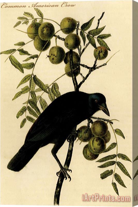John James Audubon Common American Crow Stretched Canvas Painting / Canvas Art