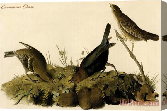John James Audubon Common Crow Stretched Canvas Print / Canvas Art
