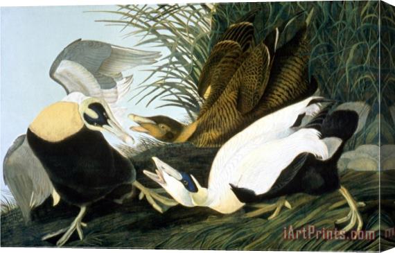 John James Audubon Common Eider Eider Duck Stretched Canvas Painting / Canvas Art