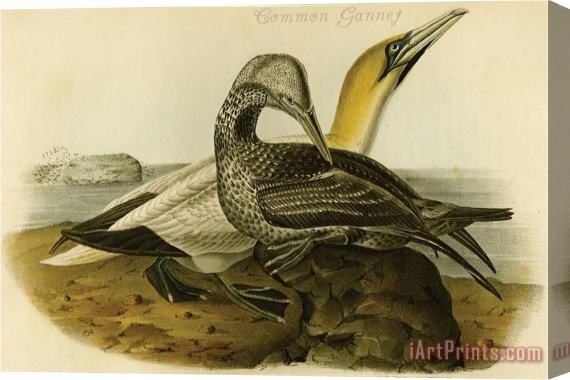 John James Audubon Common Gannet Stretched Canvas Print / Canvas Art