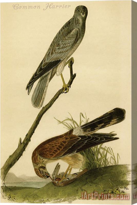 John James Audubon Common Harrier Stretched Canvas Print / Canvas Art
