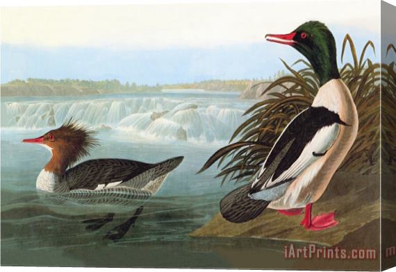 John James Audubon Common Merganser Stretched Canvas Print / Canvas Art