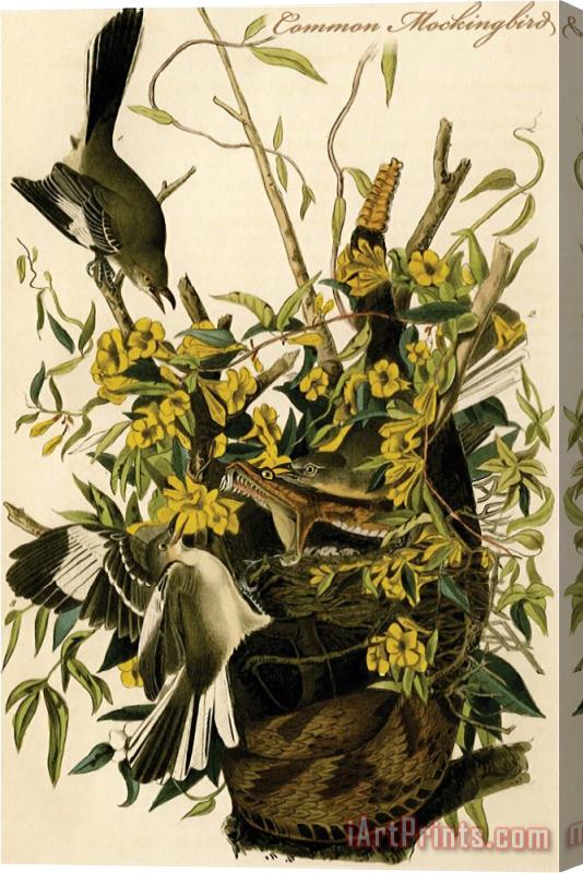 John James Audubon Common Mockingbird Stretched Canvas Print / Canvas Art