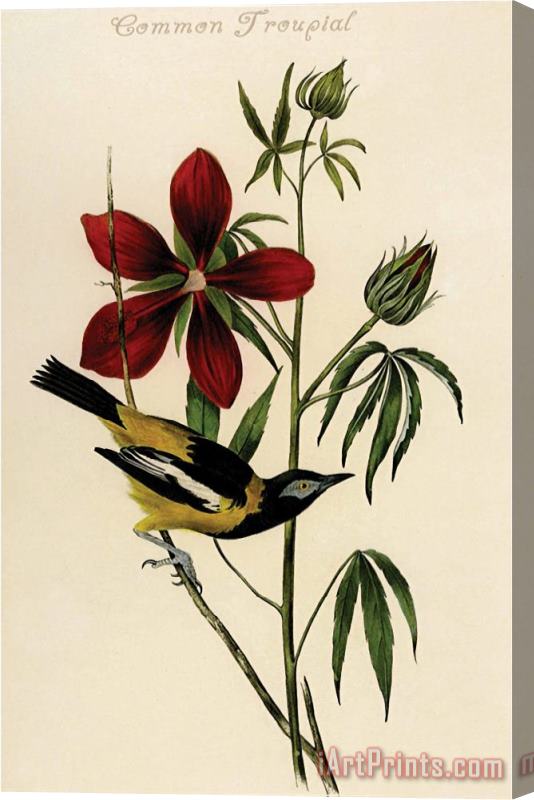 John James Audubon Common Troupial Stretched Canvas Print / Canvas Art