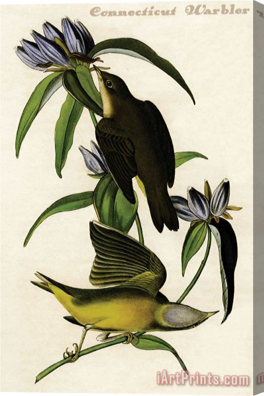 John James Audubon Connecticut Warbler Stretched Canvas Print / Canvas Art