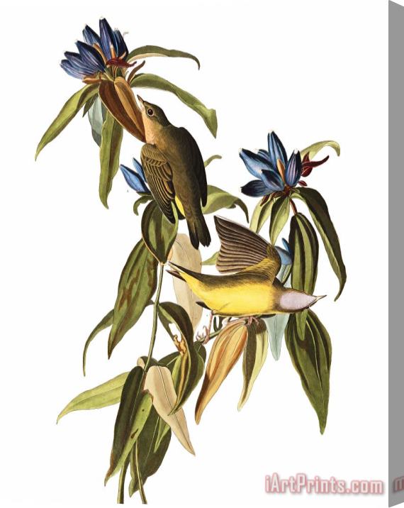 John James Audubon Connecticut Warbler Stretched Canvas Print / Canvas Art