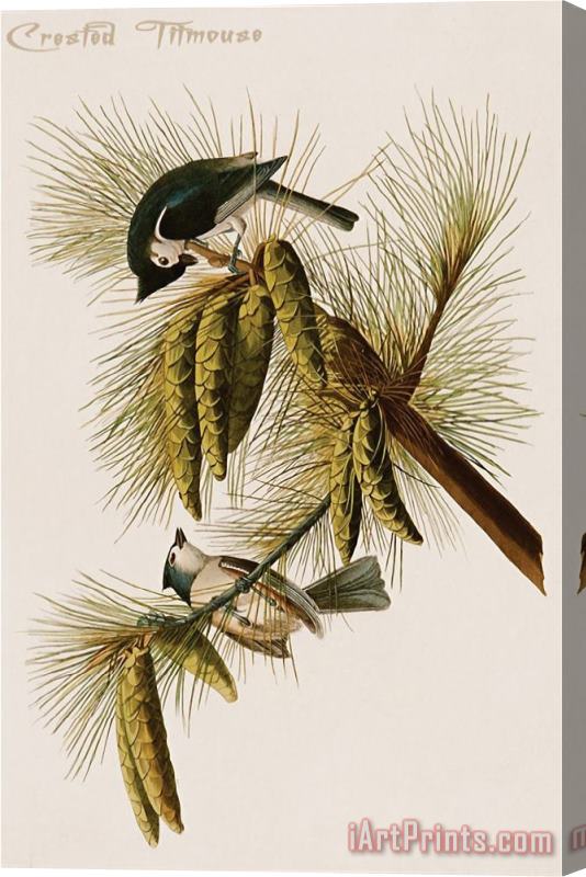John James Audubon Crested Titmouse Stretched Canvas Print / Canvas Art