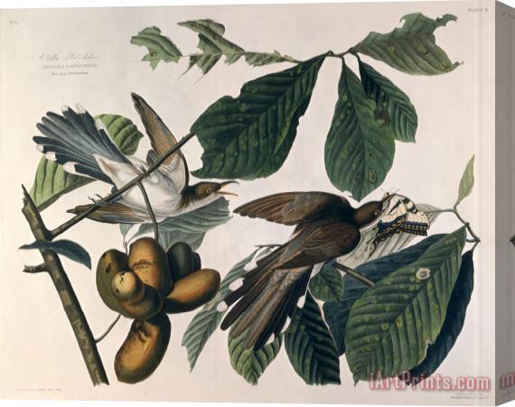 John James Audubon Cuckoo Stretched Canvas Painting / Canvas Art