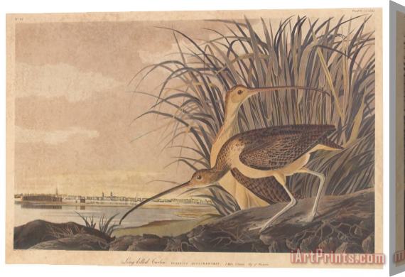 John James Audubon Curlew Stretched Canvas Print / Canvas Art
