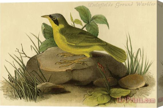 John James Audubon Delafields Ground Warbler Stretched Canvas Painting / Canvas Art