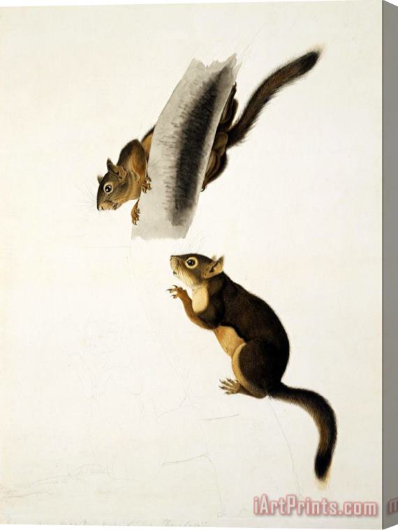 John James Audubon Douglas's Squirrel Stretched Canvas Print / Canvas Art