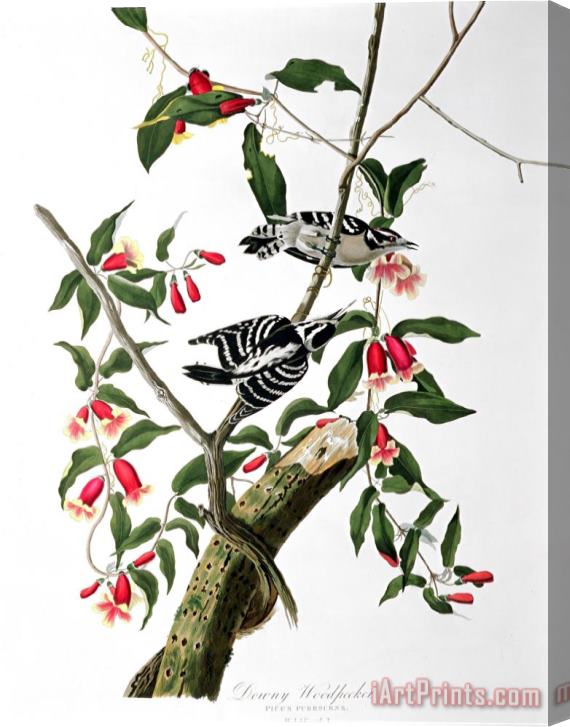 John James Audubon Downy Woodpecker From Birds of America Stretched Canvas Print / Canvas Art