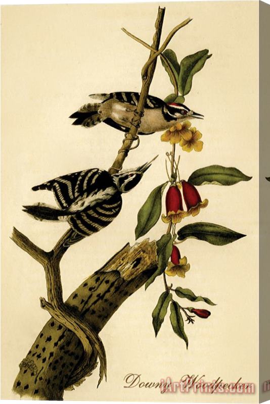 John James Audubon Downy Woodpecker Stretched Canvas Painting / Canvas Art
