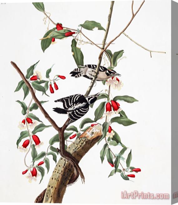 John James Audubon Downy Woodpecker Stretched Canvas Print / Canvas Art