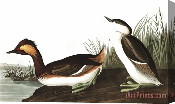 John James Audubon Eared Grebe Stretched Canvas Painting / Canvas Art