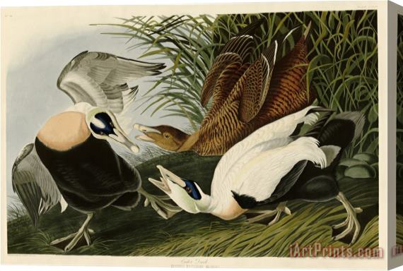 John James Audubon Eider Duck Stretched Canvas Painting / Canvas Art