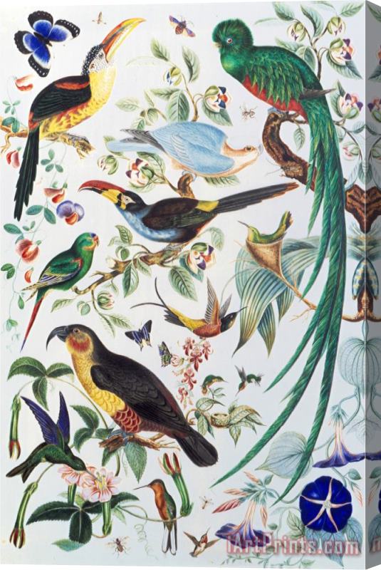 John James Audubon Exotic Parrots C 1850 Stretched Canvas Print / Canvas Art