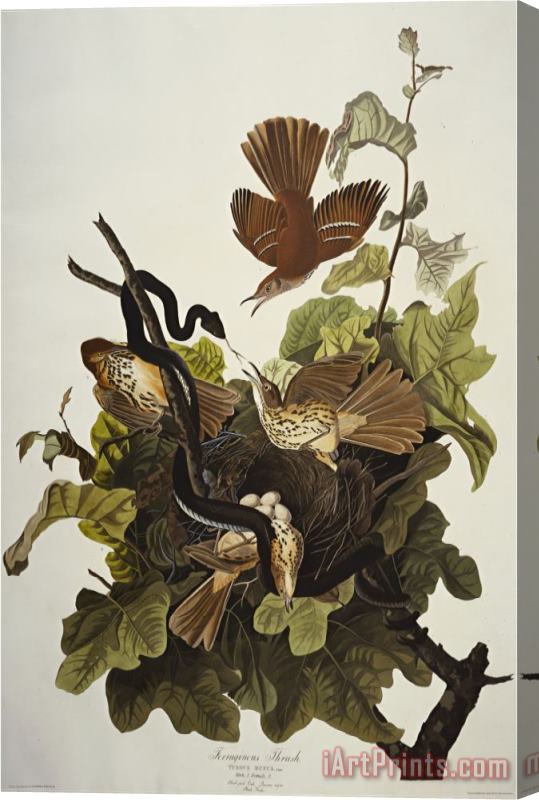 John James Audubon Ferruginous Thrush Brown Thrasher Toxostoma Rufum Plate Cxvi From The Birds of America Stretched Canvas Painting / Canvas Art