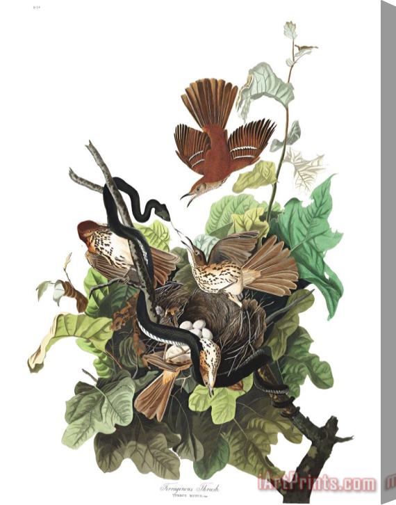 John James Audubon Ferruginous Thrush Stretched Canvas Print / Canvas Art