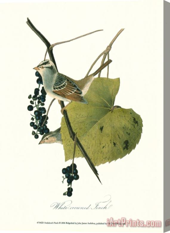 John James Audubon Finch Stretched Canvas Print / Canvas Art
