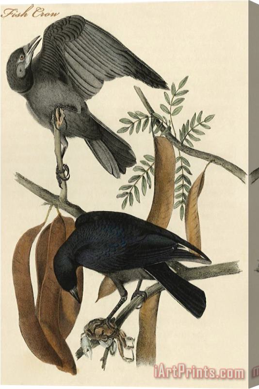 John James Audubon Fish Crow Stretched Canvas Painting / Canvas Art