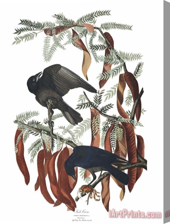 John James Audubon Fish Crow Stretched Canvas Print / Canvas Art