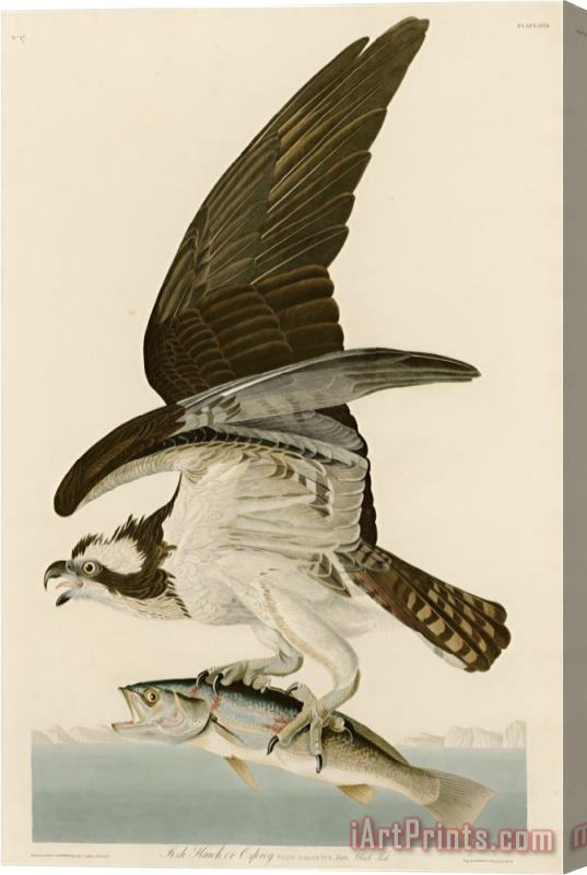John James Audubon Fish Hawk Or Osprey Stretched Canvas Print / Canvas Art
