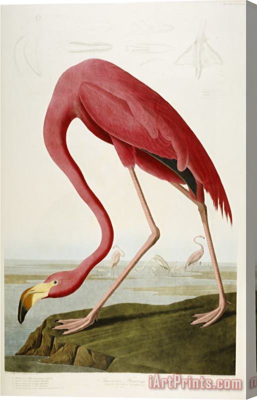 John James Audubon Flamingo Drinking at Water's Edge Stretched Canvas Print / Canvas Art