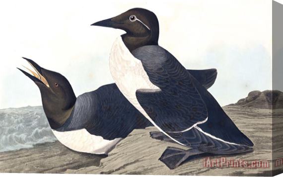 John James Audubon Foolish Guillemot Stretched Canvas Print / Canvas Art