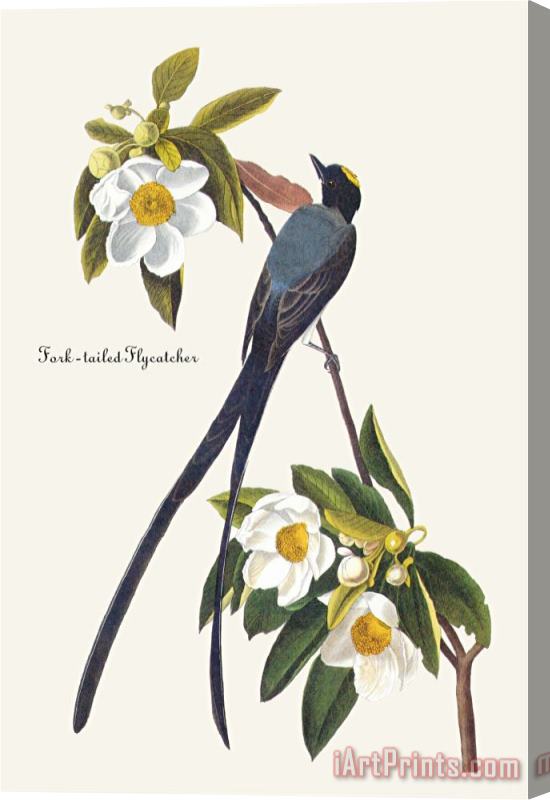 John James Audubon Fork Tailed Flycatcher Stretched Canvas Painting / Canvas Art