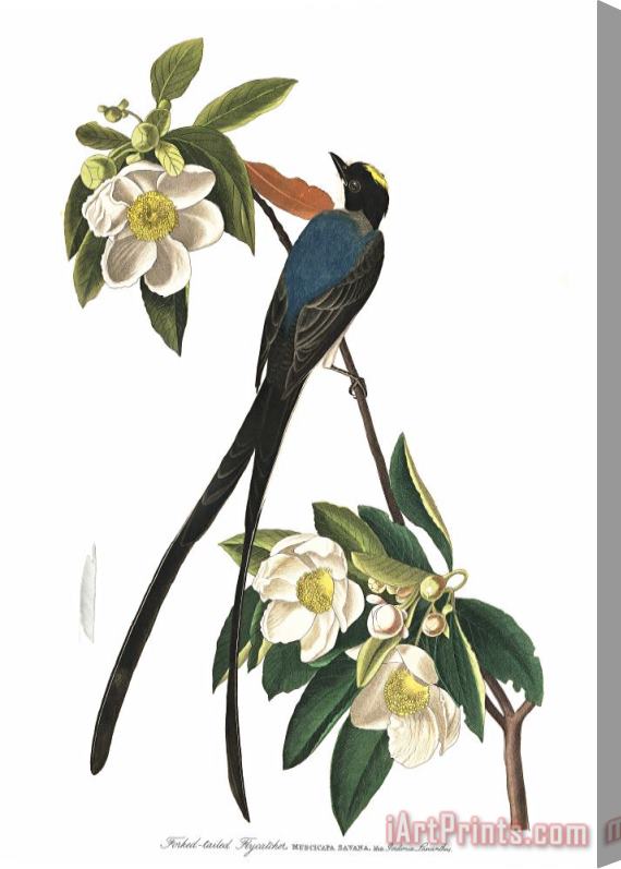 John James Audubon Fork Tailed Flycatcher Stretched Canvas Print / Canvas Art