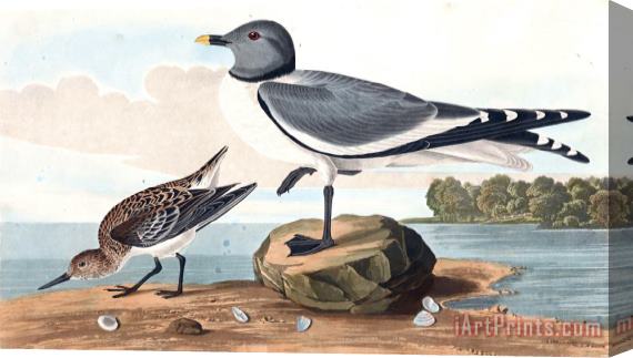 John James Audubon Fork Tailed Gull Stretched Canvas Print / Canvas Art