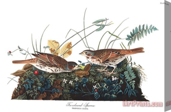 John James Audubon Fox Coloured Sparrow Stretched Canvas Print / Canvas Art
