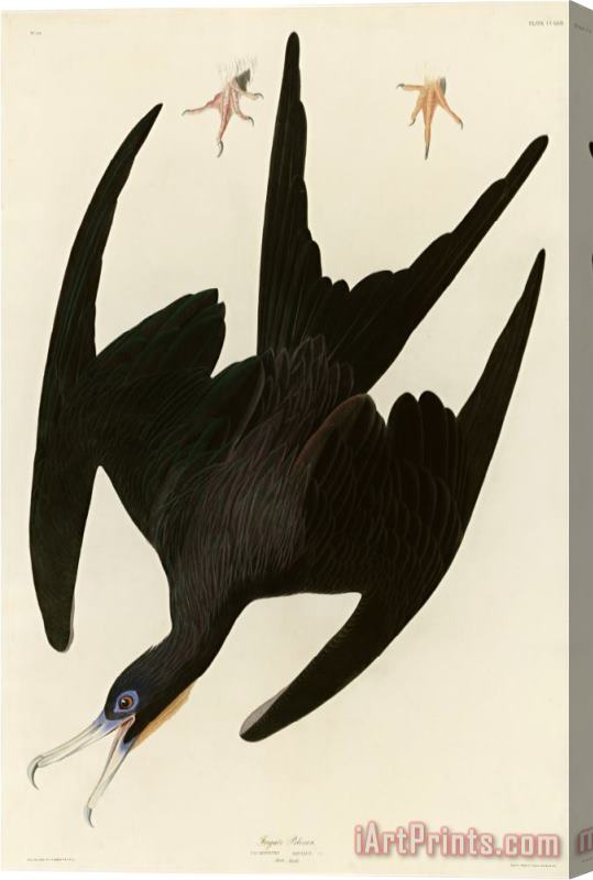 John James Audubon Frigate Pelican Stretched Canvas Print / Canvas Art