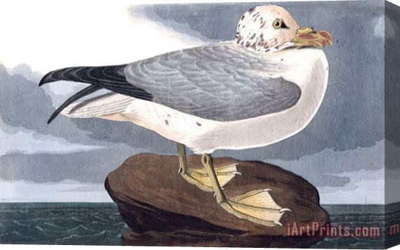 John James Audubon Fulmar Petrel Stretched Canvas Print / Canvas Art