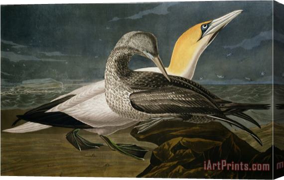 John James Audubon Gannets From Birds of America Stretched Canvas Print / Canvas Art