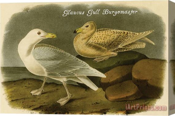 John James Audubon Glaucus Gull Burgomaster Stretched Canvas Print / Canvas Art