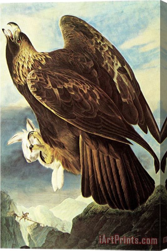 John James Audubon Golden Eagle Stretched Canvas Painting / Canvas Art