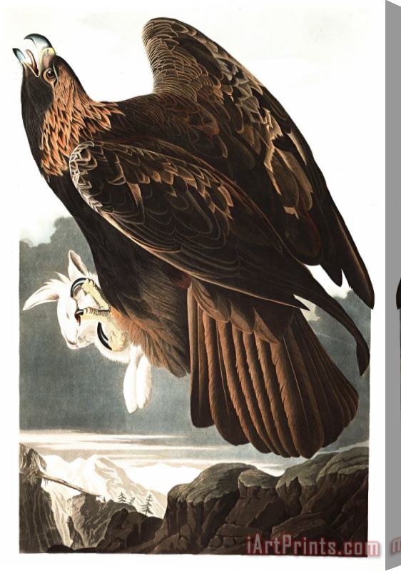 John James Audubon Golden Eagle Stretched Canvas Print / Canvas Art