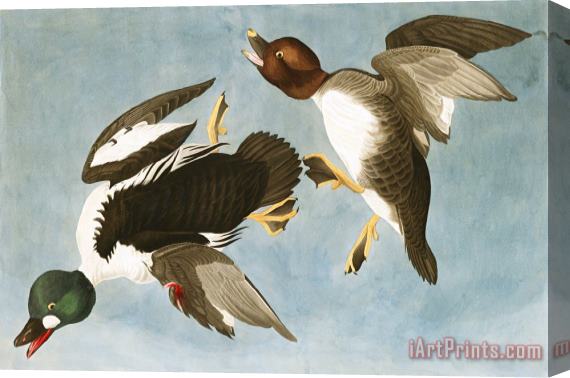 John James Audubon Golden Eye Duck Stretched Canvas Print / Canvas Art