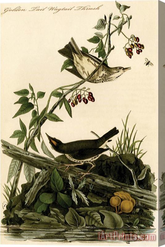 John James Audubon Golden Tail Wagtail Thrush Stretched Canvas Print / Canvas Art