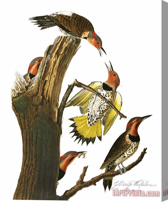 John James Audubon Golden Winged Woodpecker Stretched Canvas Painting / Canvas Art