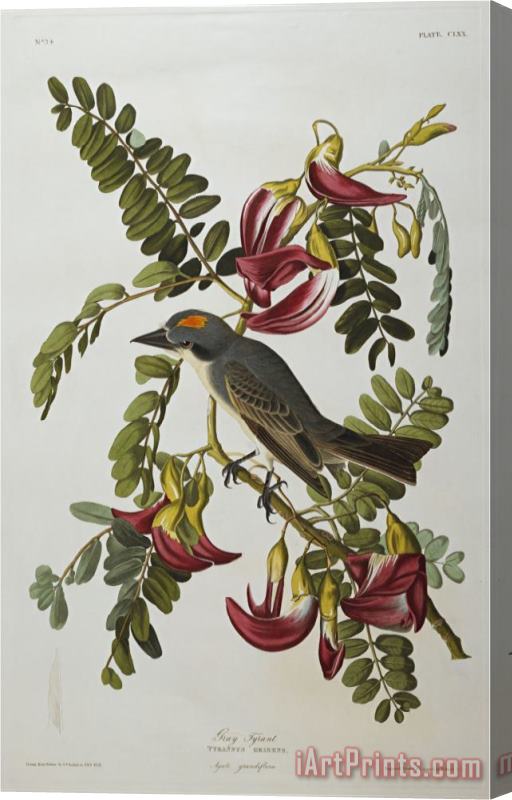 John James Audubon Gray Tyrant Gray Kingbird Tyrannus Dominicensis From The Birds of America Stretched Canvas Print / Canvas Art