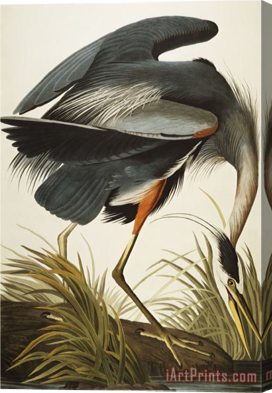John James Audubon Great Blue Heron Ardea Herodias Plate Ccxi From The Birds of America Stretched Canvas Painting / Canvas Art