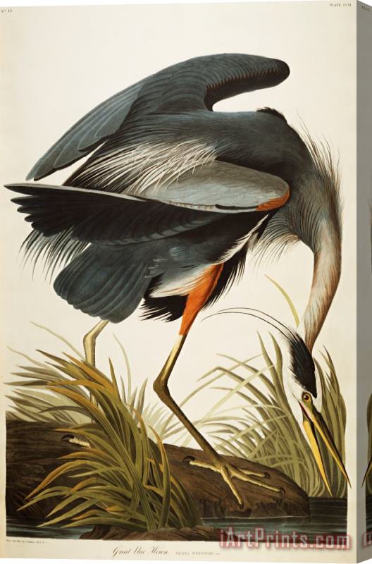 John James Audubon Great Blue Heron Stretched Canvas Print / Canvas Art
